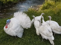 Turkeys — photo 5