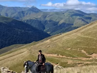 ცხენი, Azerbaijan horse — ფოტო 3