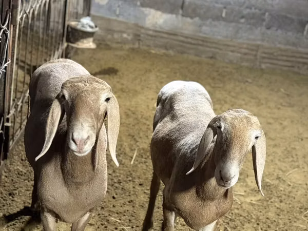 Ovce, Arashan sheep