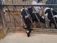 Boğa, Holstein ırkı — foto 4