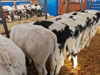 Rinder (Partie, Geschlecht nicht angegeben), Russian Black pied cattle — Foto 7