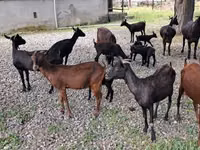 Koza, Murcia-Granada goats — zdjęcie 5