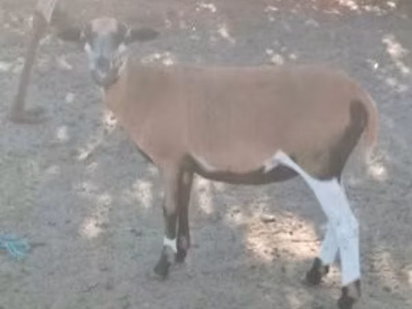 பெண் வெள்ளாடு, வெள்ளாடுகள்