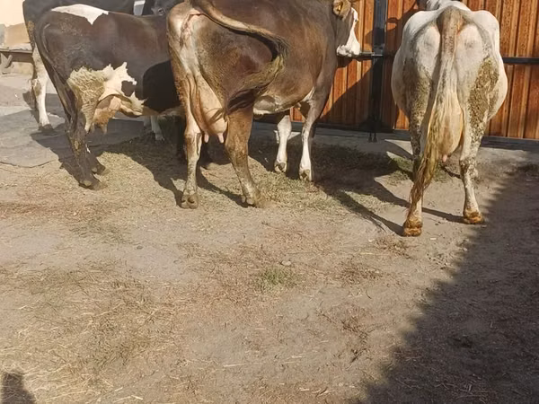 Sigir, Gollandiyalik zot