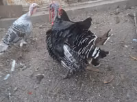 Turkeys — Foto 6