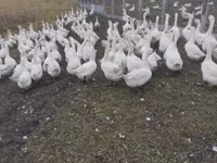 Geese — foto 3