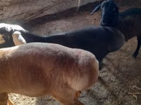 Ram, Sheep — photo 3