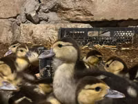 Ducks — 1-rasm