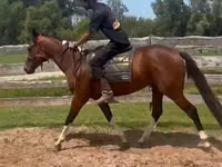 حصان, Thoroughbred horse — الصورة 4