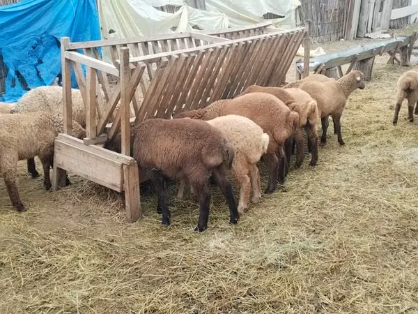 Schaf, Schafe