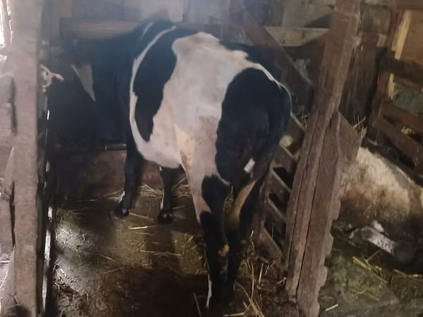 பசு, Russian Black pied cattle