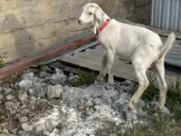 Овца, Тянь-шань полутонкорунная овца — фото 3