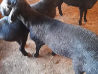 Ram, Sheep — photo 3