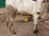 Buğa, Mal-qara — foto 1