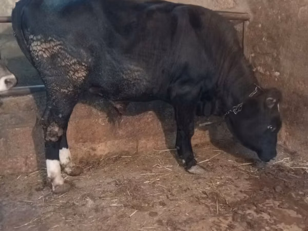 Taureau, Aberdeen-Angus