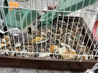Hamster qəfəsi – tam dəst

15 ədədi qab qaşıg satıram — Foto 3