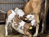 பசு, Simmental cattle — புகைப்படம் 2
