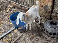 Koza, Nubian Goat — foto 5