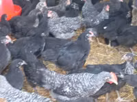 Chickens — 写真 1