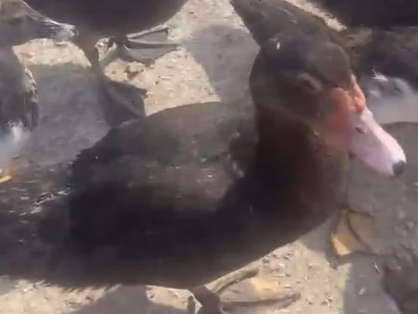 Domestic Muscovy — Ozarbayjon