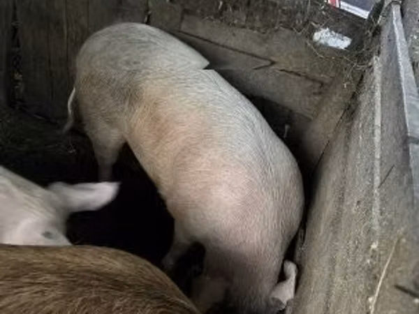 Sow, Pigs