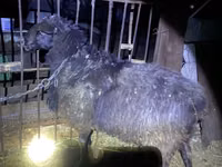 Baran, Hissar sheep — zdjęcie 2