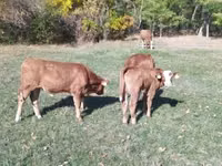 Rinder (Partie, Geschlecht nicht angegeben), Limousin-Kuh — Foto 1
