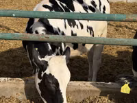 Sigir, Russian Black pied cattle — 1-rasm