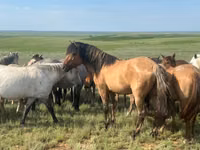 Cavalo, Mugalzhar horse — foto 4