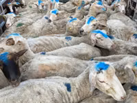 Brebis, Moutons — photo 2