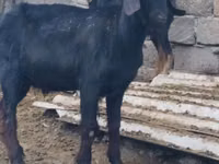 ஆண் வெள்ளாடு, Anatolian Black goats — புகைப்படம் 4