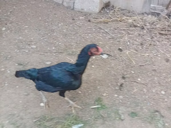 Chickens