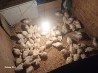 Chickens — ფოტო 1