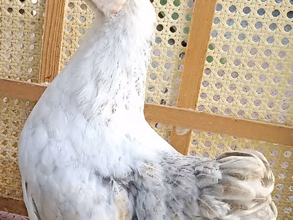 Chickens — Azerbaïdjan