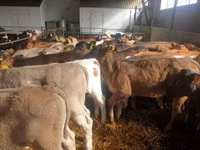 Toro, Simmental cattle — foto 2