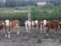 Býk, Simmental cattle — foto 1