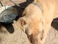 8 ayliq pitbull qiymet 100 razlasmq olar — фото 2