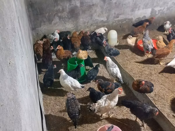 Chickens