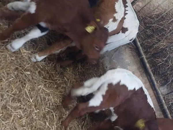 Sığır (parti, cinsiyet belirtilmedi), Simmental cattle