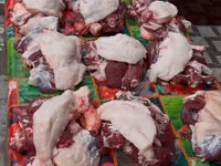 Bélier, Moutons — photo 8