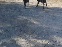 பெண் வெள்ளாடு, Nubian Goat — புகைப்படம் 7