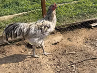 Chickens — foto 7