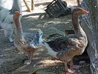 Geese — photo 2