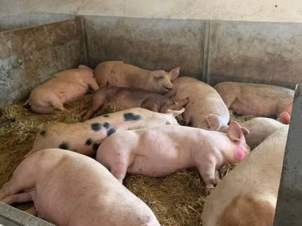 Sow, Pigs