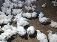 Chickens — الصورة 2
