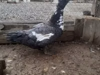Turkeys — 写真 4
