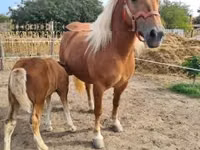 母马, Horses — 照片 7