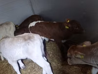 Boğa, Simmental cattle — foto 4