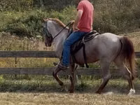 Kůň, Rocky Mountain Horse — foto 6