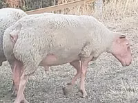 Koç, Rouge de l’Ouest sheep — foto 1